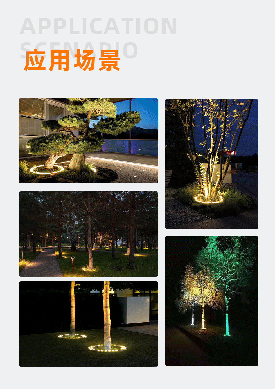 抱樹燈_10 抱樹燈_10